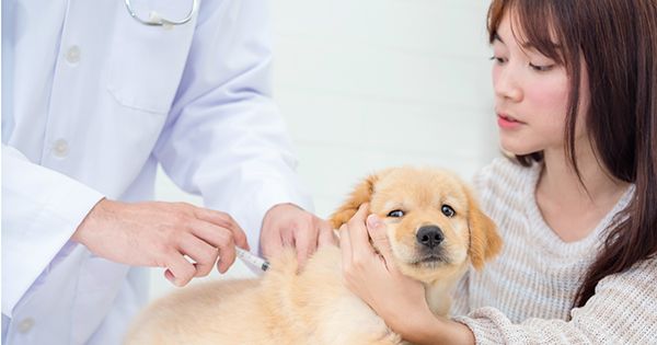 Estados dónde pagan mejor a los veterinarios