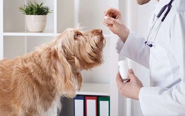 Panorama para los veterinarios en USA