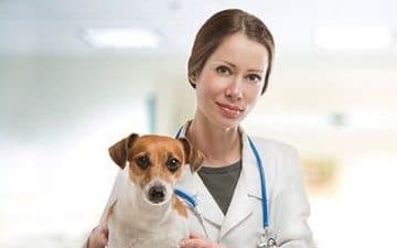 Pasos para convertirte en un veterinario