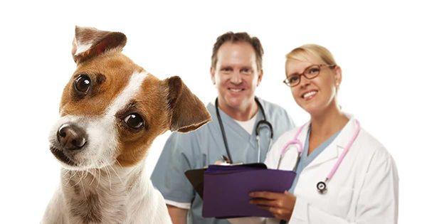 Qué hace un veterinario en USA