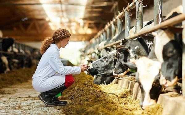 Sueldo de un veterinario según su experiencia